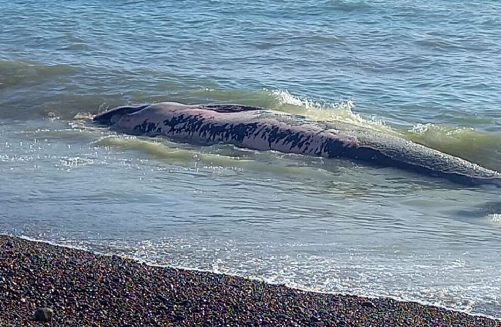 Preocupación en Caleta Olivia: apareció una ballena muerta en la costanera