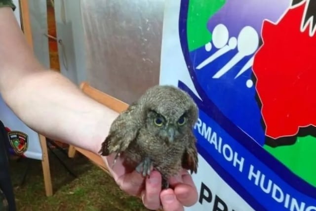 Eldorado: rescatan a una lechuza que era agredida en la costanera.