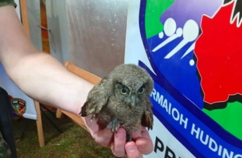 Eldorado: rescatan a una lechuza que era agredida en la costanera