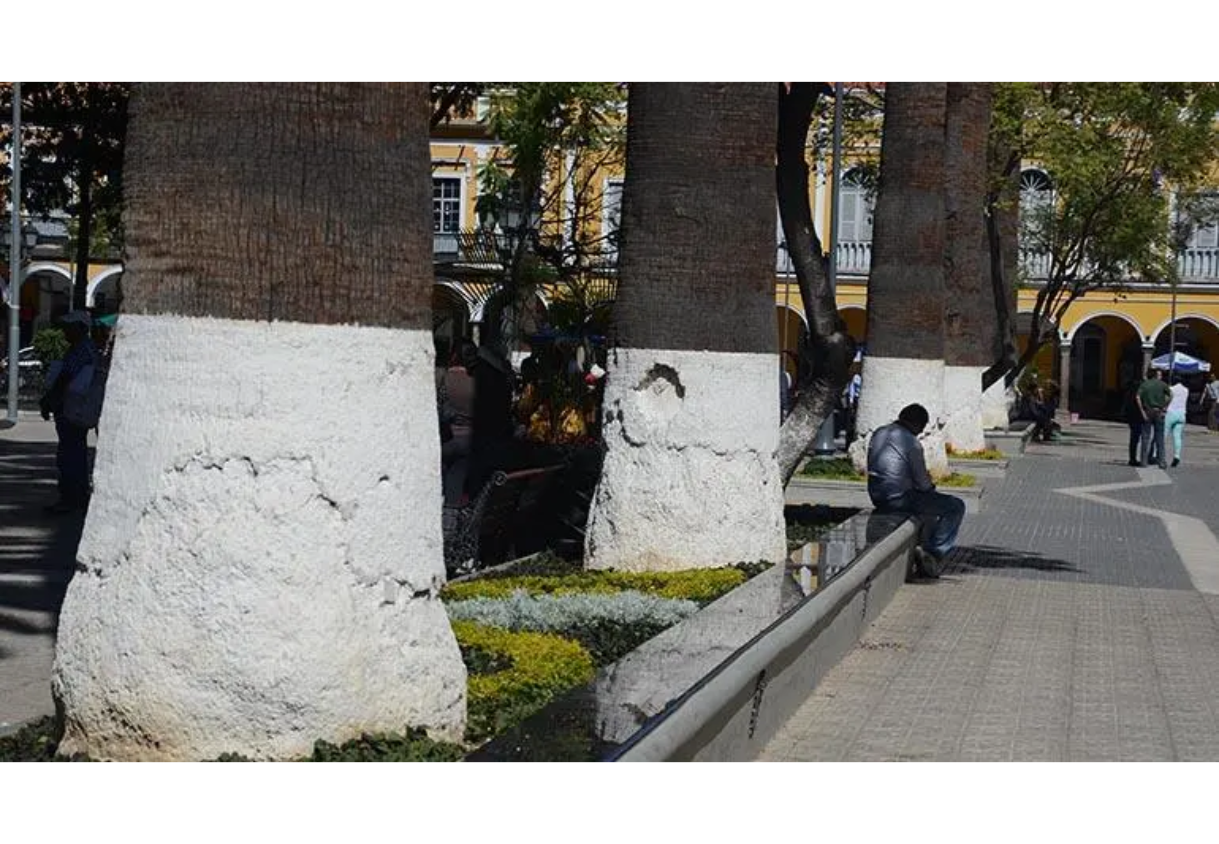 Por qué pintar la mitad del tronco de blanco.