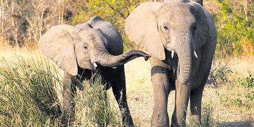 Un hombre fue asesinado por un elefante mientras intentaba cazarlo.