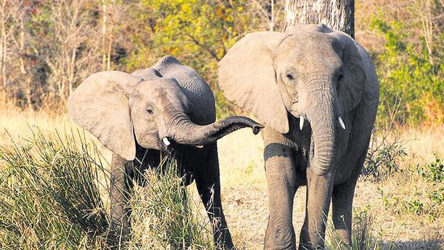 Un hombre fue asesinado por un elefante mientras intentaba cazarlo.