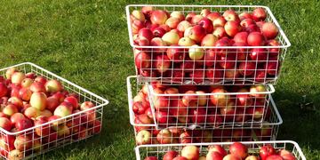 1500 concordienses viajarán al sur del país a trabajar en la cosecha