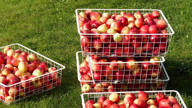 1500 concordienses viajarán al sur del país a trabajar en la cosecha
