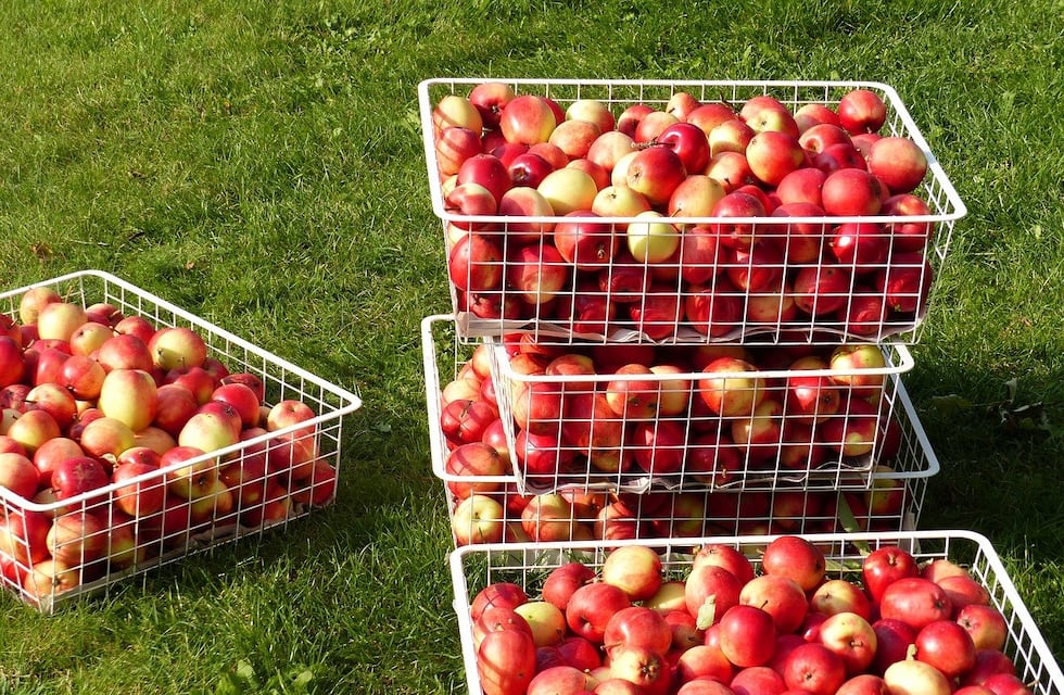 1500 concordienses viajarán al sur del país a trabajar en la cosecha