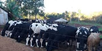 Quedó definida la agenda de la Mesa Provincial Lechera 2021