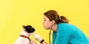 Qué aconsejan los veterinarios frente a dificultades emocionales en perros y gatos. (Vitalcan)