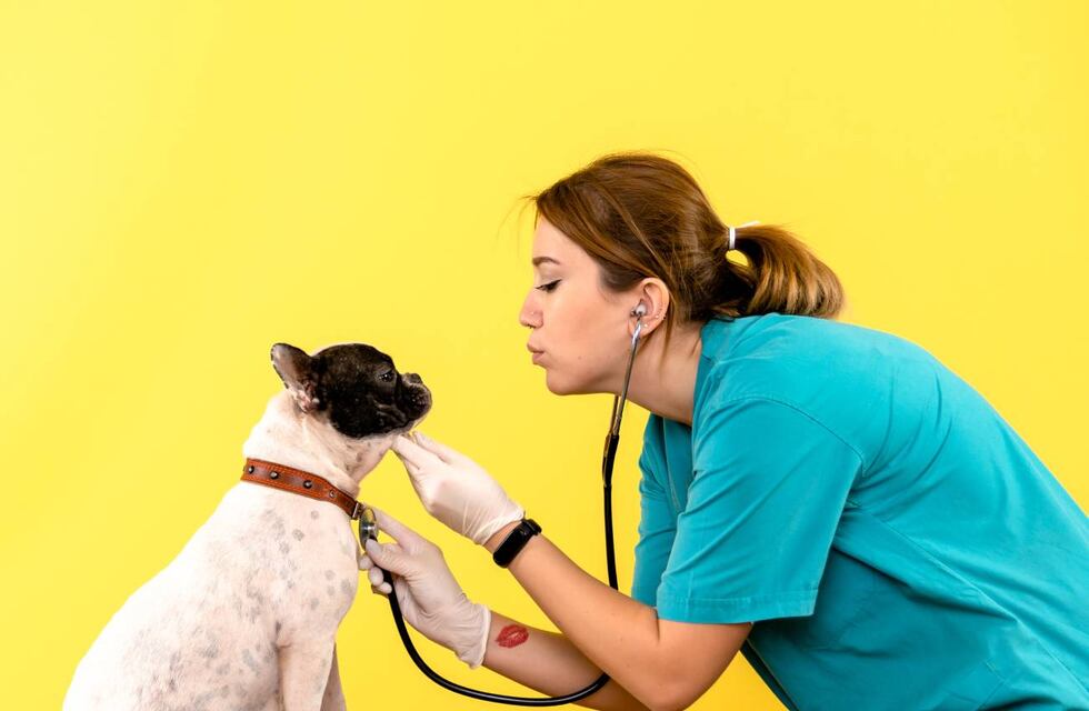 Día del Veterinario: por qué son fundamentales en la sociedad y en los animales