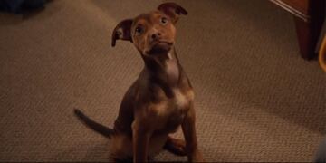 Los perros como los humanos también transitan por una fase conflictiva en la adolescencia.