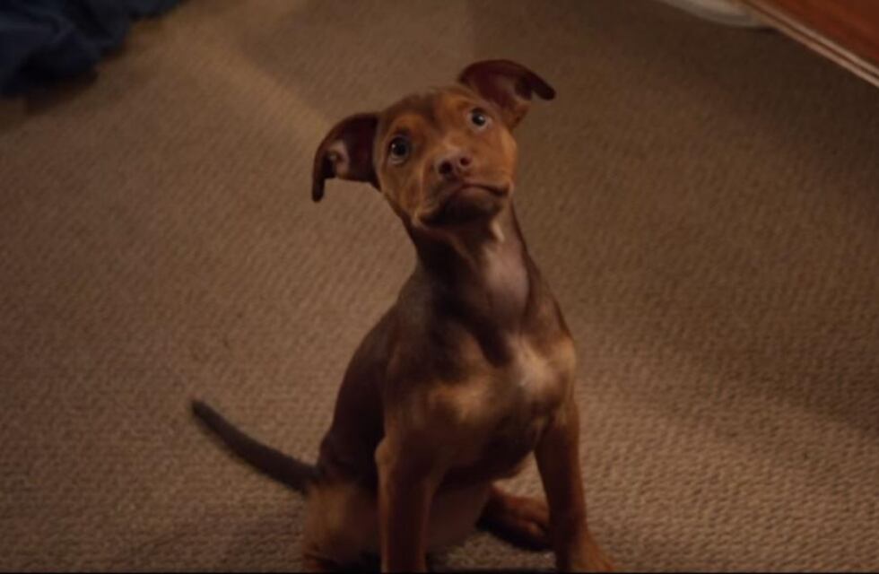 La adolescencia en los perros también puede ser conflictiva