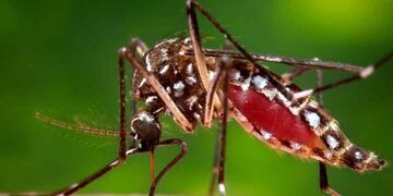 AEDES. Es el transmisor del zika, dengue y chikungunya.