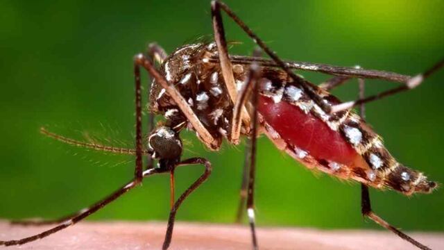 AEDES. Es el transmisor del zika, dengue y chikungunya.