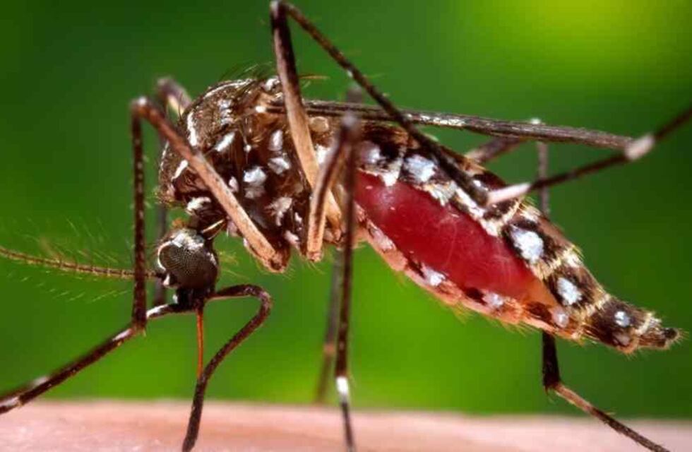 Dengue en Rafaela: acuerdan estrategias de bloqueo y prevención
