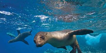 Una mujer se encontró la mejor sorpresa nadando en Chubut.