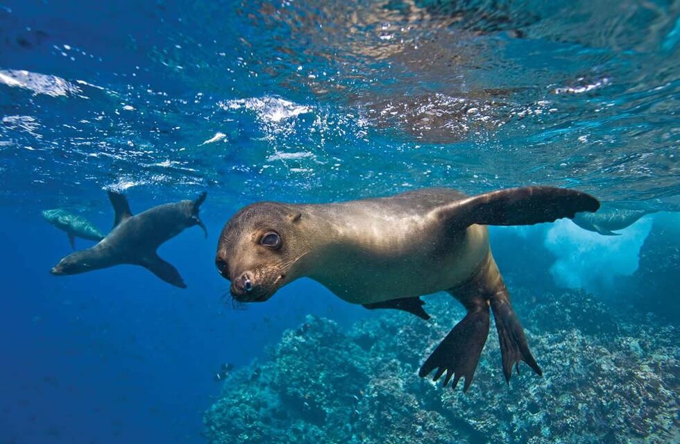 De película: una mujer nadaba en Chubut y se encontró con un simpático animal nadando junto a ella