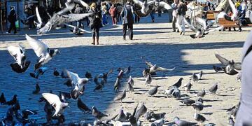 Invasión de palomas en Córdoba. (Raimundo Viñuelas / Archivo)