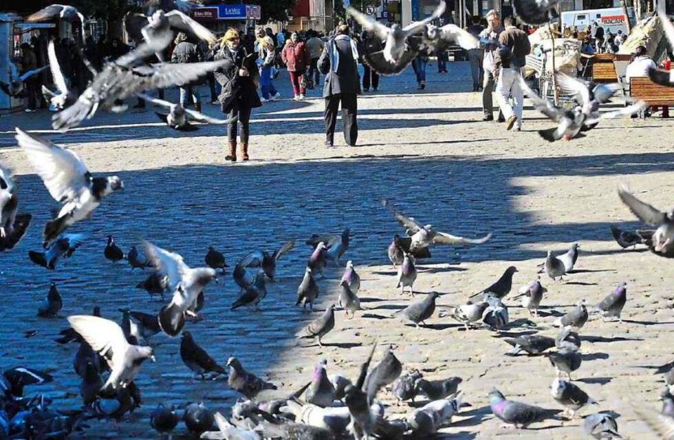 Un niño se contagió del piojo de las palomas y suspendieron las clases en un colegio de Córdoba