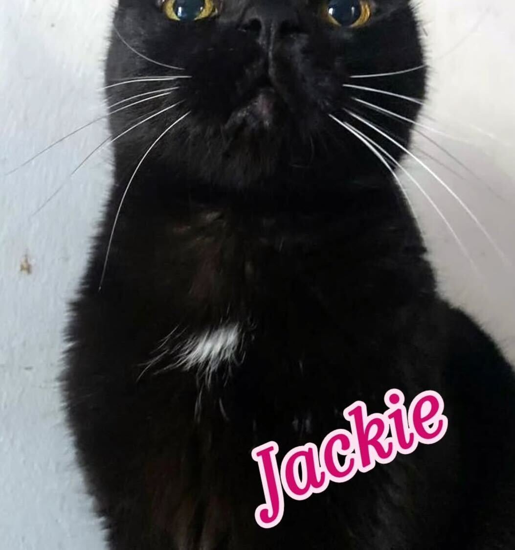 El terrible episodio que vivió Pipo Cipolatti con su gata.