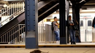 Las ratas invaden Nueva York