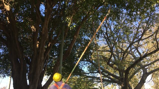 Comienzan los tiempos de poda en Rafaela