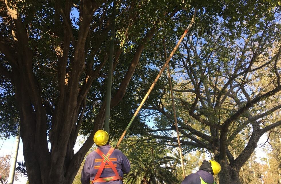 Mantenimiento del arbolado urbano: información sobre poda