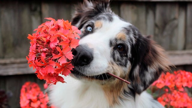 Cuáles son las plantas que hay que evitar si se tiene mascotas.