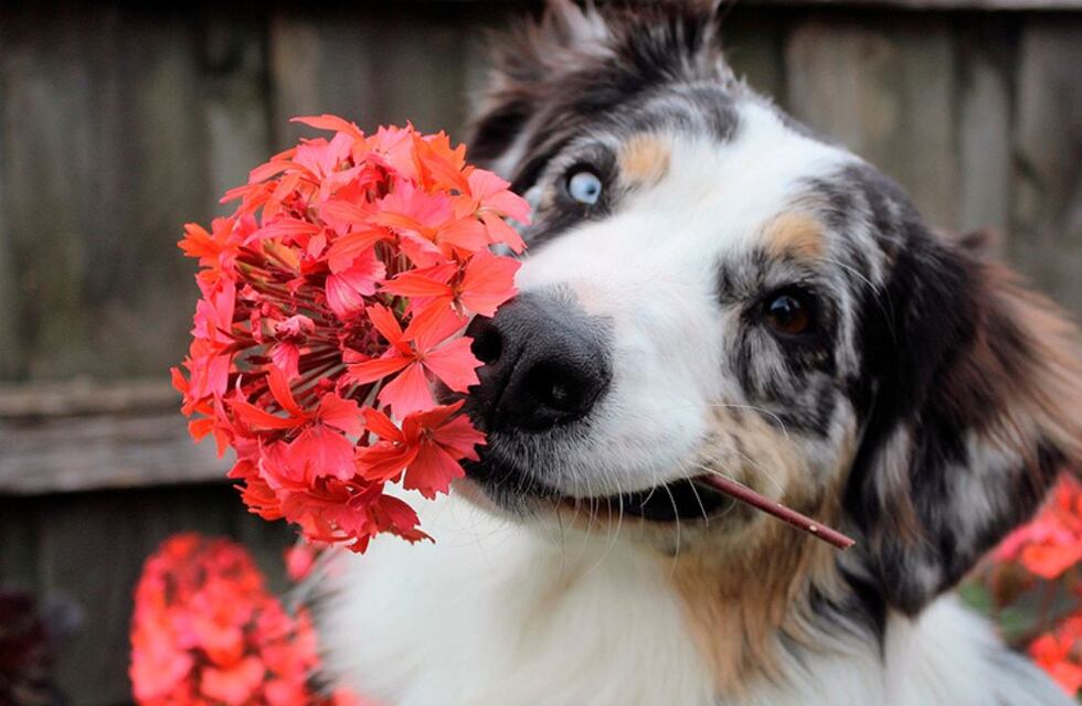 Plantas prohibidas si tenes mascotas: cuáles son y por qué son tan peligrosas