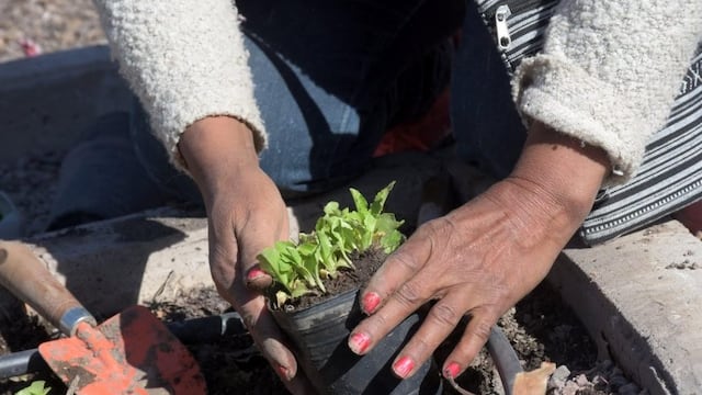 Huerta. (Foto: imagen ilustrativa / archivo)).