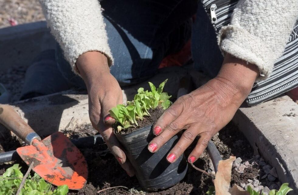 “S.O.S. Huerta”, taller virtual y gratuito con respuestas a las preguntas más frecuentes