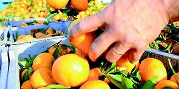 90 por ciento de aumento para trabajadores del citrus