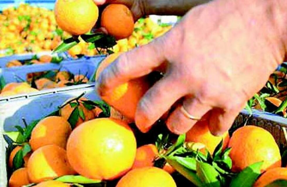 90 por ciento de aumento desde noviembre y bono de 5 mil pesos para trabajadores de la fruta
