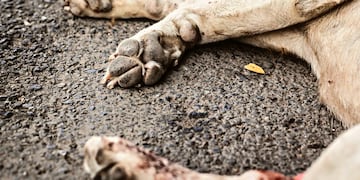 El animal falleció por las heridas en su mandíbula.