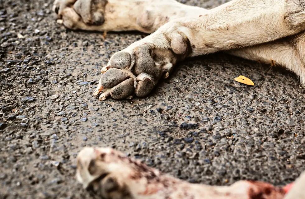 San Lorenzo: mató a un perrito durante los festejos por el triunfo de la Selección y casi termina linchado