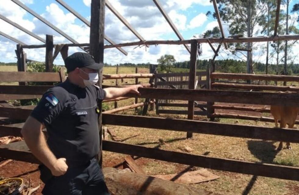 Comercializan bovinos robados en Tres Capones