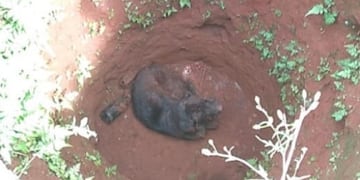 San Vicente: un perro cayó a un pozo de agua y fue rescatado por la Policía