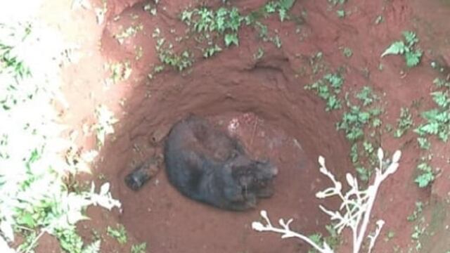 San Vicente: un perro cayó a un pozo de agua y fue rescatado por la Policía