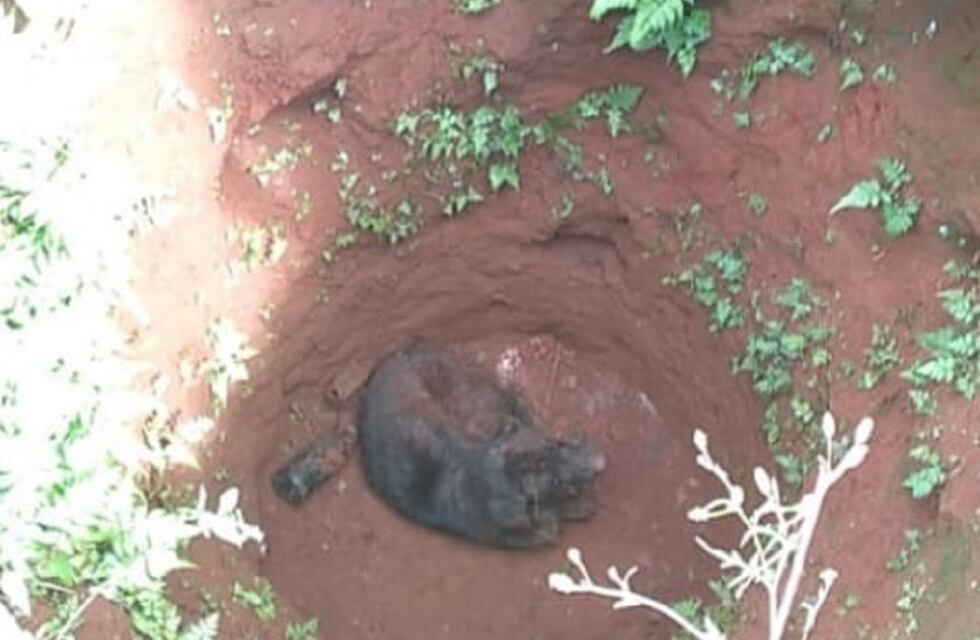 San Vicente: un perro cayó a un pozo de agua y fue rescatado por la Policía