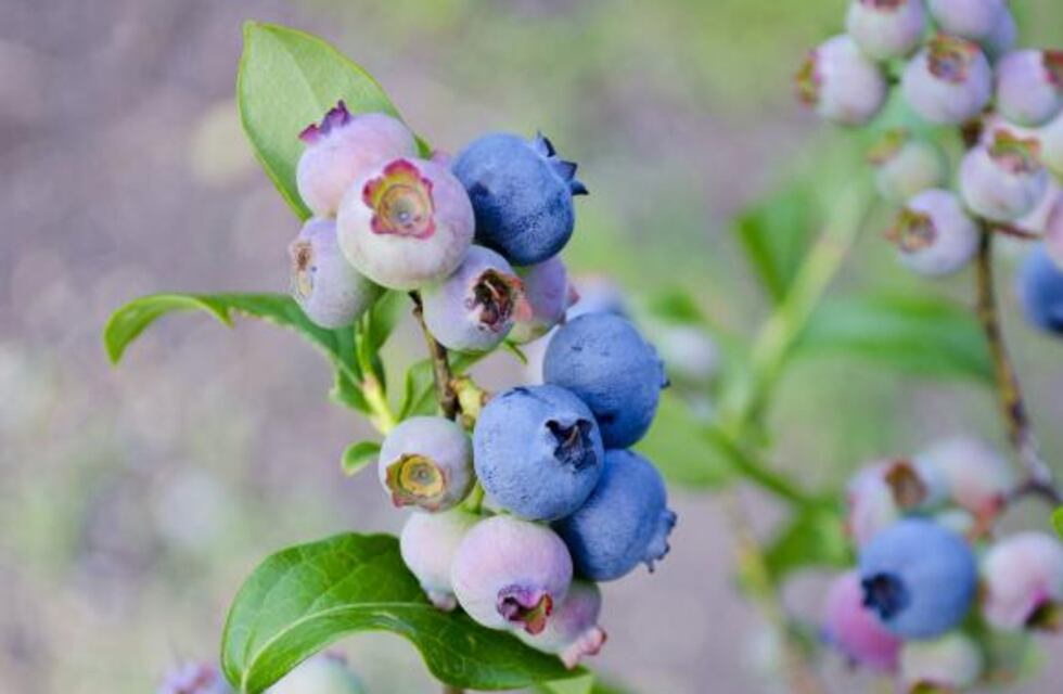 Flamantes egresadas de la UNER proponen una bebida energizante a base de arándanos, limón y naranja