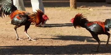 El Soberbio: amenazaron de muerte a un hombre si no devuelve un “gallo de riña”. Imagen ilustrativa. Archivo.