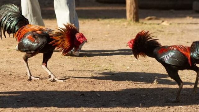 El Soberbio: amenazaron de muerte a un hombre si no devuelve un “gallo de riña”. Imagen ilustrativa. Archivo.