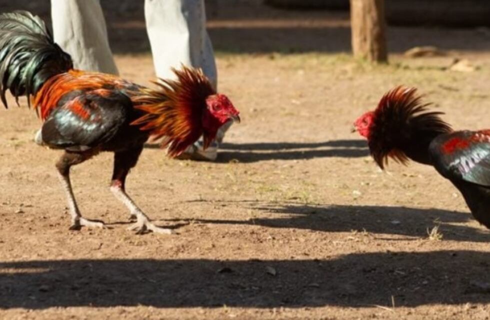 El Soberbio: amenazaron de muerte a un hombre si no devuelve un “gallo de riña”
