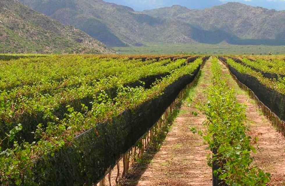 La Rioja pone en marcha un plan de acción de $13,3 millones para un Sistema Integrado Vitivinícola