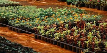 El Vivero Municipal de Eldorado participará de la Fiesta Provincial de la Flor y Nacional de la Orquídea