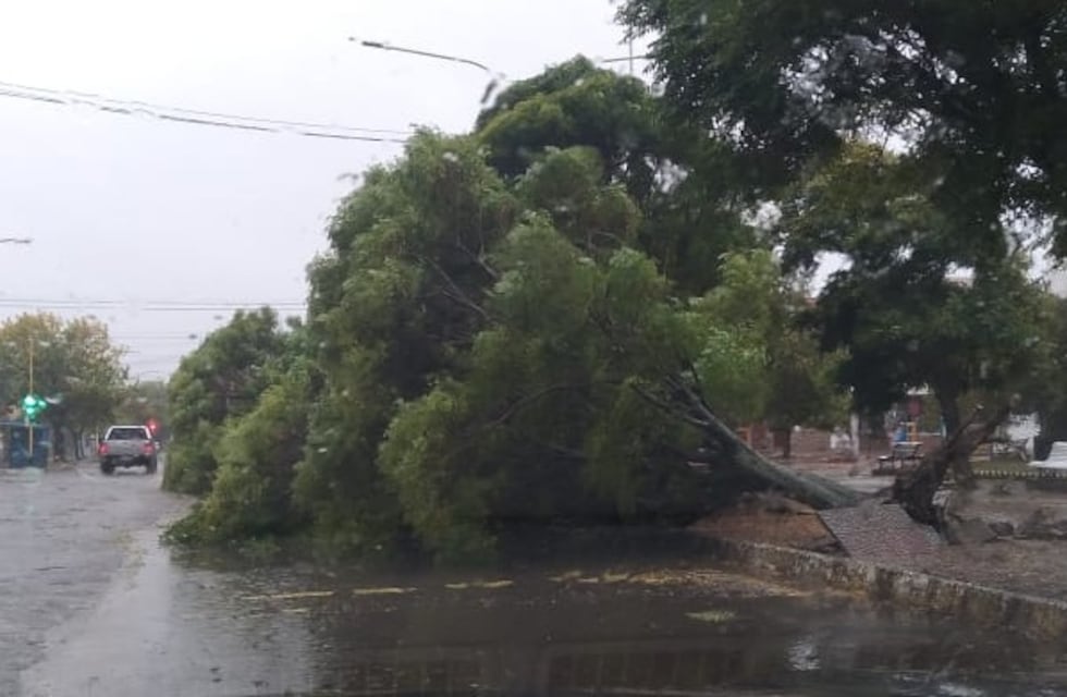 Coronel Rosales: más de 30 árboles caídos, postes de cableado y voladuras de techos
