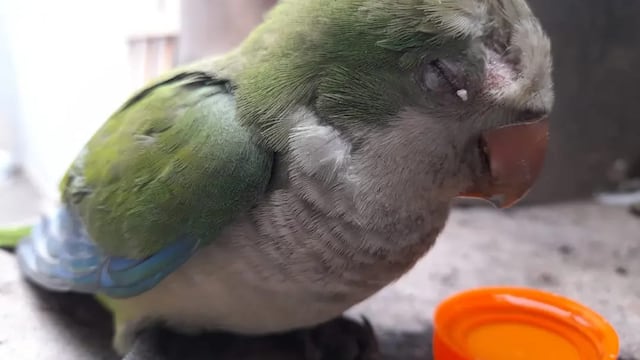 Arroyito: encontraron una lorita herida, se recuperó y luego la soltaron