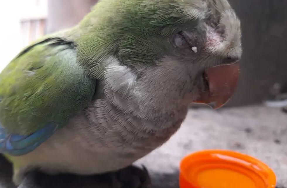 Arroyito: encontró una lorita herida, la llevó al veterinario, le dio albergue y luego la soltó (VIDEO)