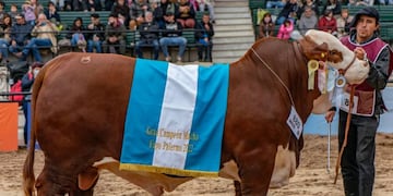 Erudito, un toro del establecimiento Los Guasunchos, fue consagrado como el Gran Campeón Macho de la raza Braford.