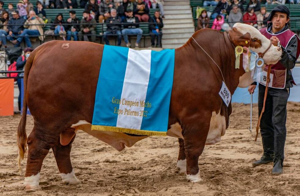 Palermo 2022: coronaron ejemplares Braford de Córdoba, Corrientes y Santa Fe