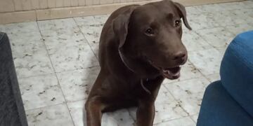 Napoleón es un perro labrador que se perdió el pasado 19 de enero en Godoy Cruz.
