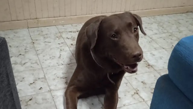 Napoleón es un perro labrador que se perdió el pasado 19 de enero en Godoy Cruz.